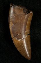 Inch Nanotyrannus Tooth #5845