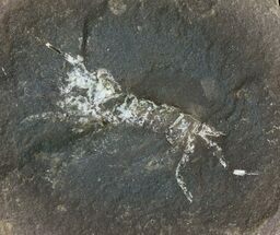 Pennsylvanian Fossil Shrimp (Pos/Neg) - Mazon Creek #70625