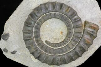 Devonian Ammonite (Anetoceras) With Trilobite Parts #68783