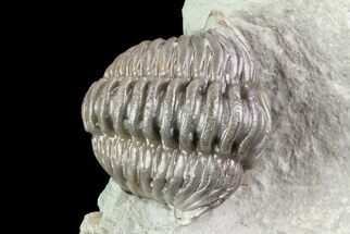 Wide Flexicalymene Trilobite In Shale - Ohio #72024