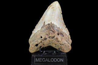 Megalodon Tooth From North Carolina - Giant Meg! #75510