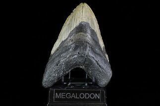 Fossil Megalodon Tooth - Massive Meg #75540