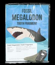 Real Fossil Megalodon Partial Tooth - Size #75578