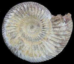 / Perisphinctes Ammonites Fossils - Madagascar #75598