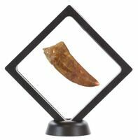 4 4 Large Floating Frame Display Cases With Stands Black For Sale Fossilera Com