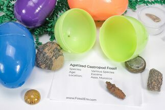 Fossil Filled Easter Eggs! - 6 Pack - Fossil #75745