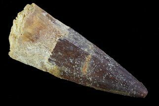 About Dinosaur Teeth - FossilEra.com