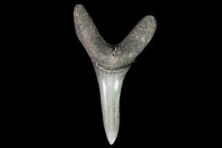 Large, Fossil Sand Tiger Shark Tooth - Georgia #74870