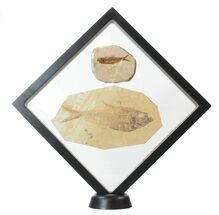 Buy Floating Frame Cases