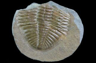 Partial Ogyginus Cordensis - Classic British Trilobite #75930