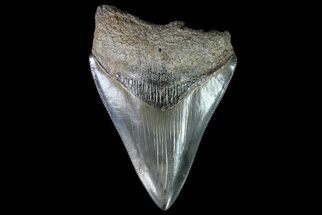 Serrated, Megalodon Tooth - Gorgeous Enamel Color #76173