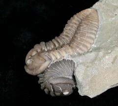 Double Flexicalymene Trilobite from Ohio - D #5912