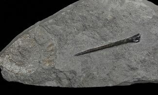 Dactylioceras Ammonite & Belemnite - Posidonia Shale #69555