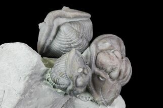 Three Enrolled Flexicalymene Trilobites - Ohio #76368