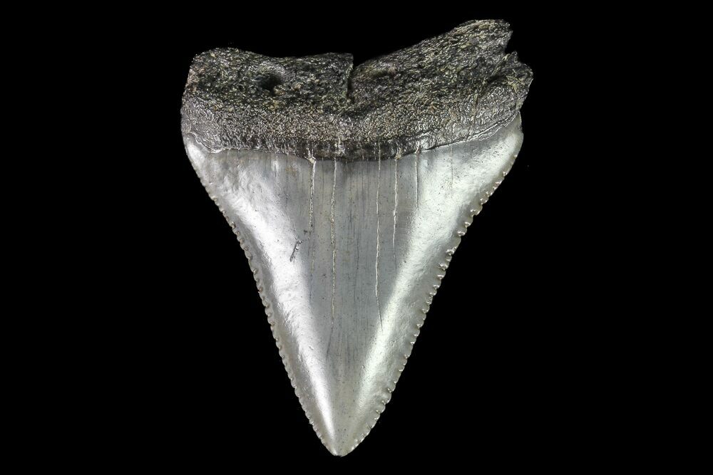 Serrated, 2.24 Fossil Great White Shark Tooth (#76454) For Sale