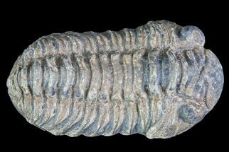 Small, Acastoides Trilobite Fossil - Morocco #76420