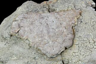 Ankylosaur Scute In Matrix - Aguja Formation, Texas #76745