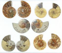 Lot: / - Cut Ammonite Pairs (Grade C) - Pairs #77102