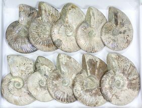 Lot: - Silver Iridescent Ammonites - Pieces #77107