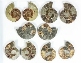 Lot: - Thick Ammonite (Anapuzosia) Pairs - Pairs #77106
