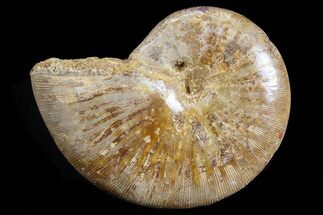 Polished Jurassic Ammonite Fossil - Madagascar #76990