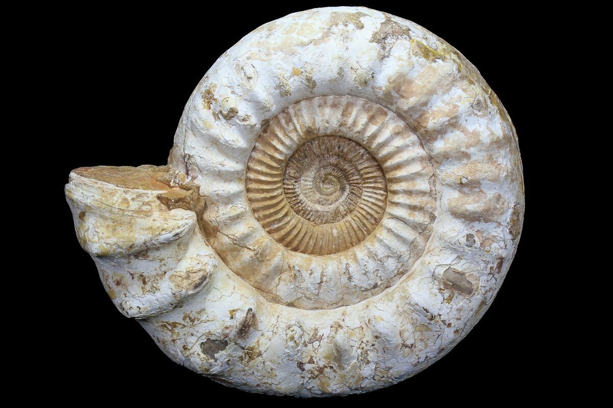 ammonite torrent