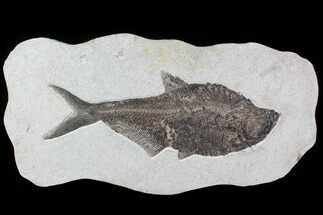 Huge, Diplomystus Fish Fossil - Great Wall Mount #77880