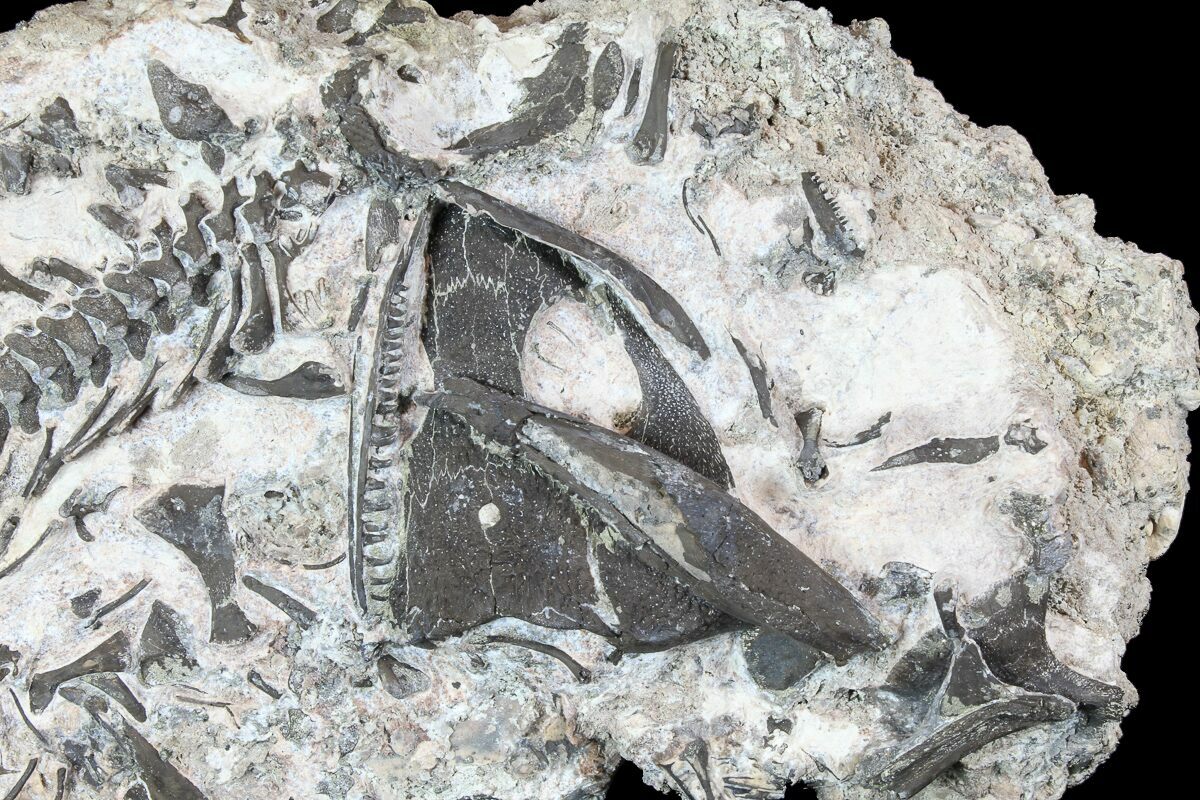 Permian Captorhinus reptile fossil ribs collection Richards Spur Oklahoma 