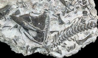 Incredible Permian Reptile (Captorhinus) Mass Mortality - Oklahoma #77986