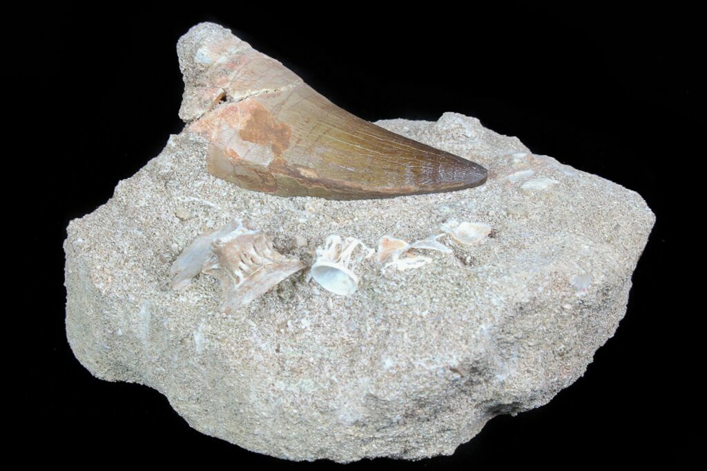 mosasaur tooth fossil