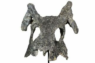 Partial Phytosaur (Leptosuchus?) Skull On Stand - Arizona #78008