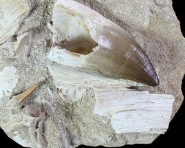 Mosasaur Tooth With Shark Tooth & Vertebrae - Top Quality #77985
