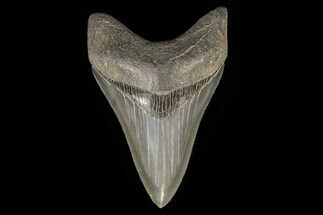 Serrated, Fossil Megalodon Tooth - Beautiful, Lower #78196