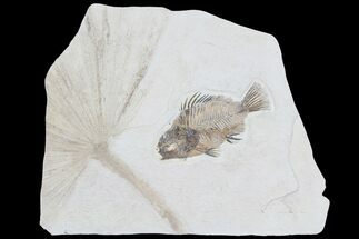 Fossil Palm Frond And Fish (Priscacara) - Wyoming #78144