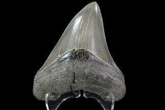 Serrated, Fossil Megalodon Tooth - Gorgeous Meg Tooth #78212