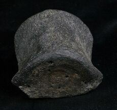 Wide Fossil Whale Vertebrae - Florida #6084