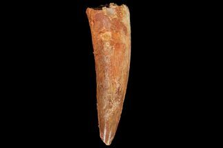 About Dinosaur Teeth - FossilEra.com