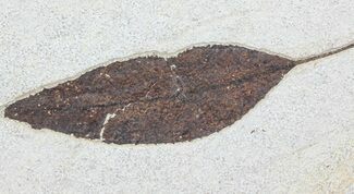 Fossil Leaf (Allophylus) - Green River Formation #79542