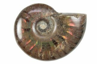 1 to 1 1/4" Flashy, Red Iridescent Ammonite Fossil - Fossil #79795