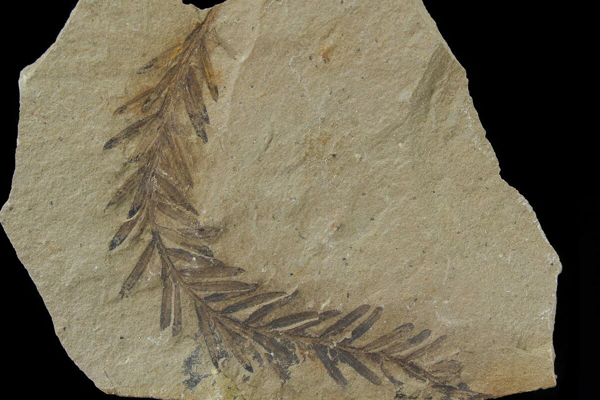 Genus metasequoia fossil