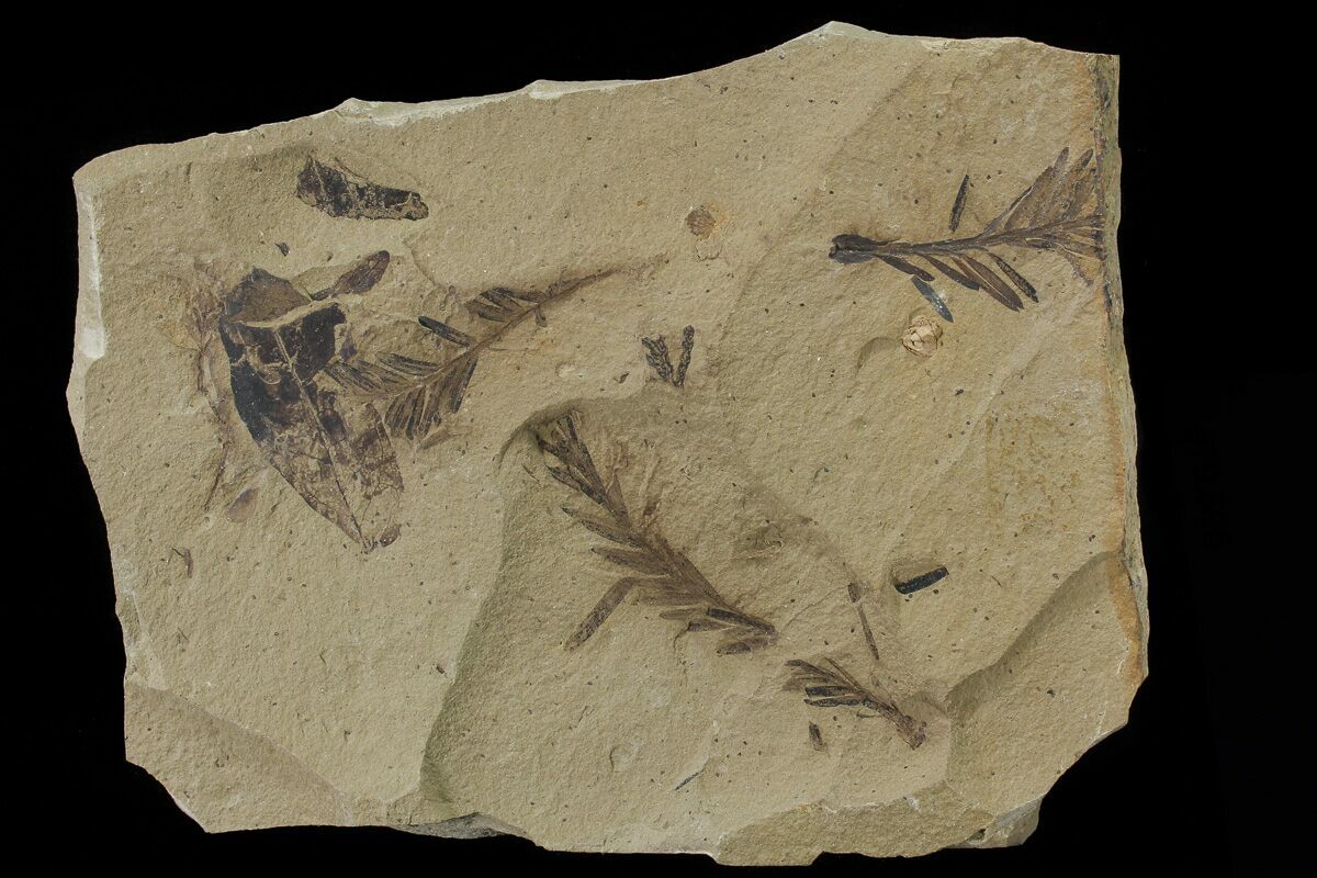 Metasequoia Dawn Redwood Fossil
