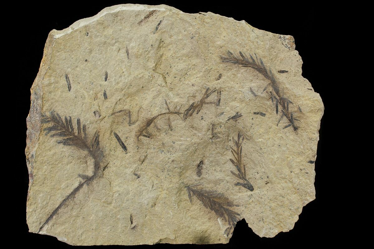 Metasequoia Dawn Redwood Fossil