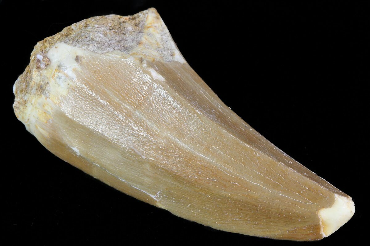 mosasaurus tooth for sale