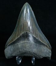 Razor Sharp Megalodon Tooth - #6067