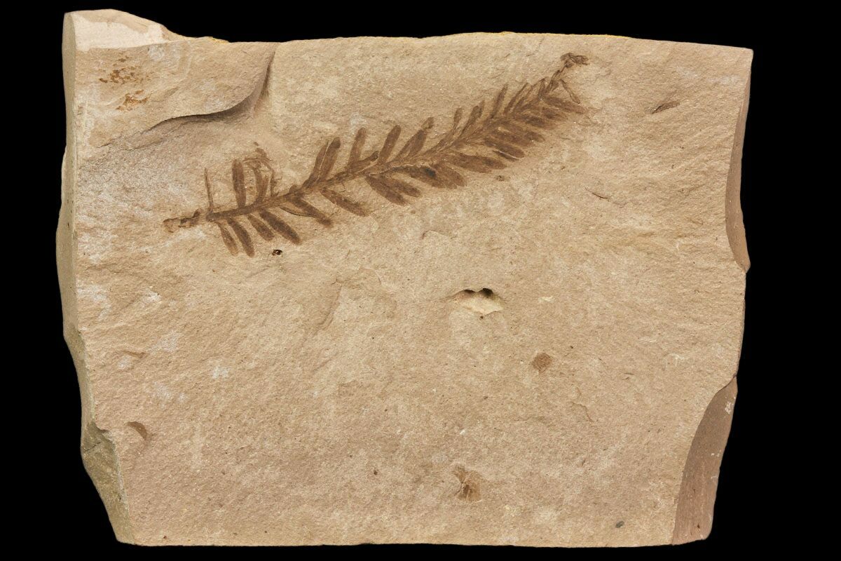 metasequoia fossil