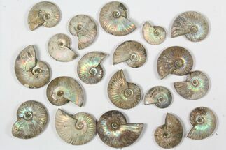Lot: KG Silver Iridescent Ammonites (-) - Pieces #79437