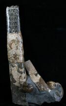 Baculites compressus, Hoploscaphites brevis, Eutrephoceras nebrascensis - Fossils For Sale - #6099