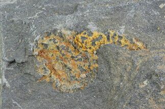 Ordovician Carpoid Fossil - Ktaoua Formation, Morocco #80256
