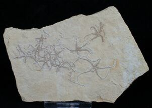 Brittle Star Mass Mortality Plate - Solnhofen Limestone #6106