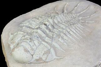 Large, Crotalocephalus Trilobite - Jorf, Morocco #80321